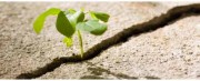 Florists for Change – Letter to Vendors Florists for Change – Letter to Vendors