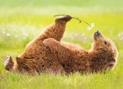 Flowers & Animals Flowers & Animals