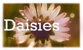 Daisies Banner