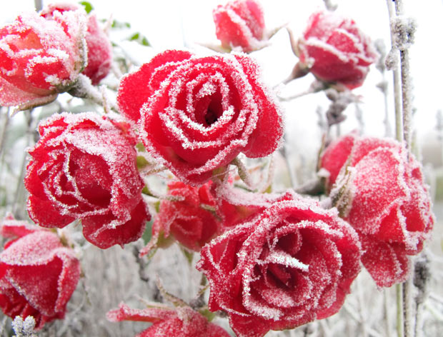 Florist Valentine's Roses in Snow