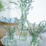 Limonium