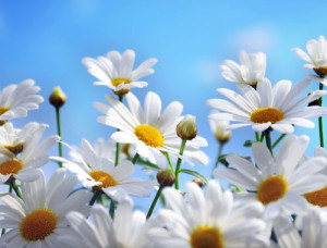 daisies