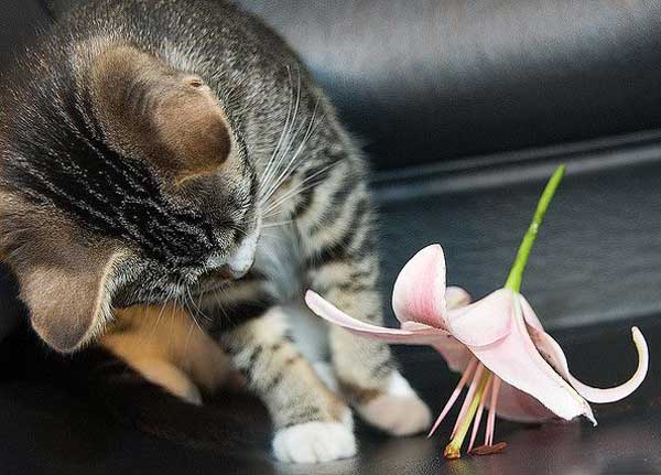 Cat-Lily