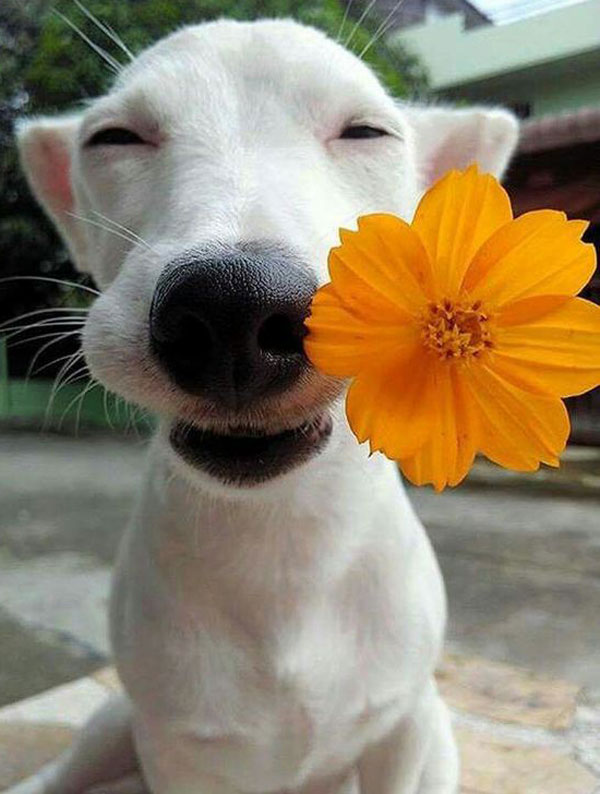 Dog-Flowers