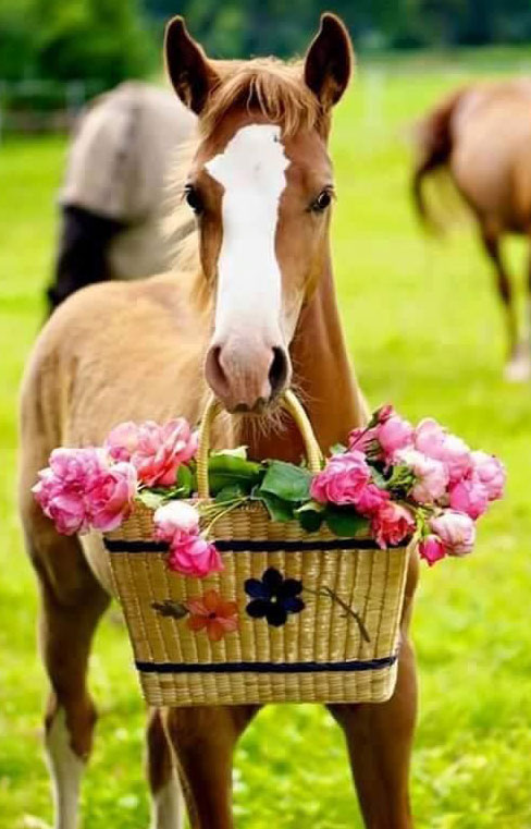 Horse-Flowers