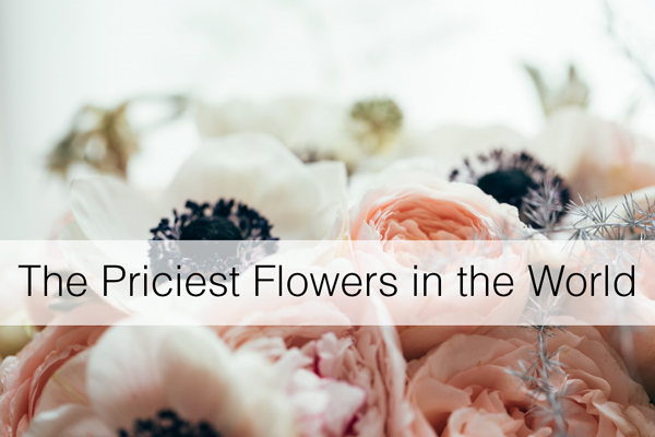 The Priciest Flowers in the World - Floranext - Florist Websites