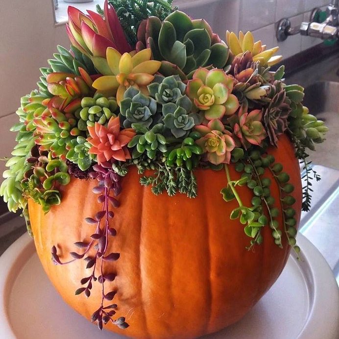 pumpkin-succulents