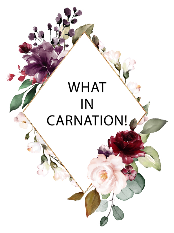 what-in-carnation