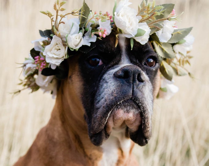 Flower Shop Dog