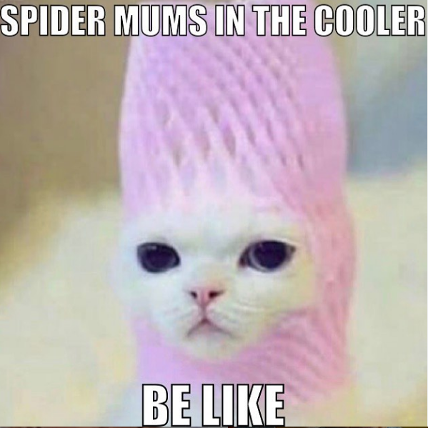 florist-memes-spider-mums