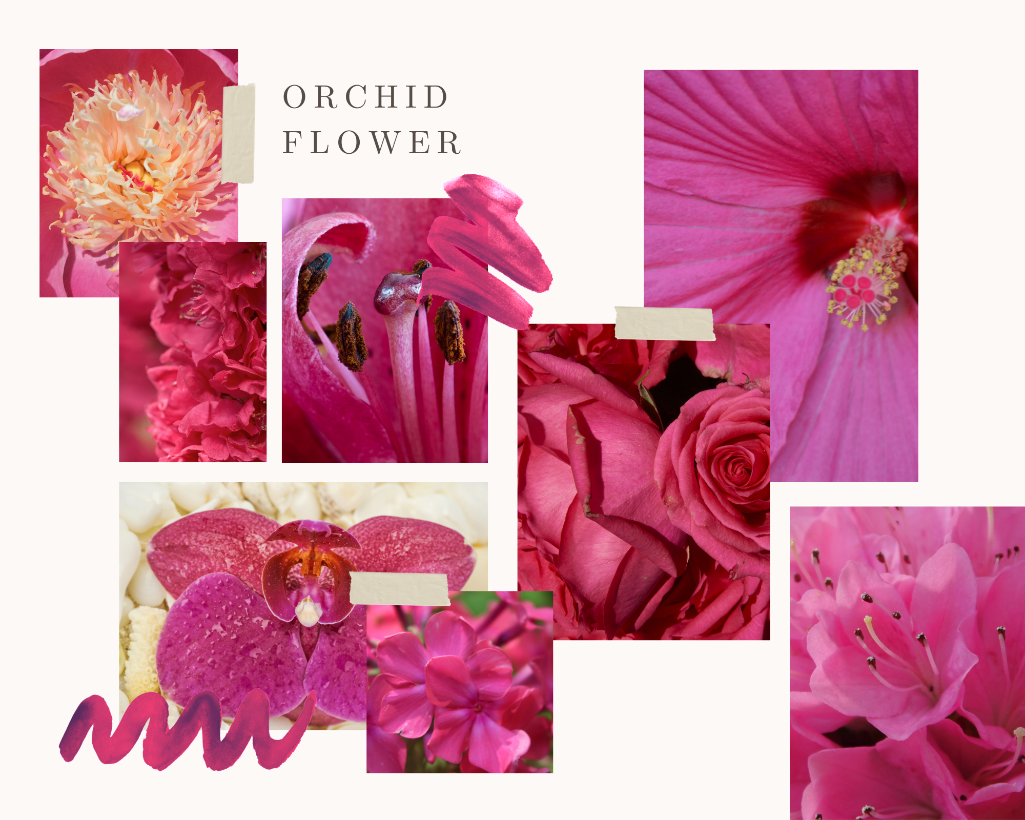 Orchid-Flower-color-of-year-2022-flowers