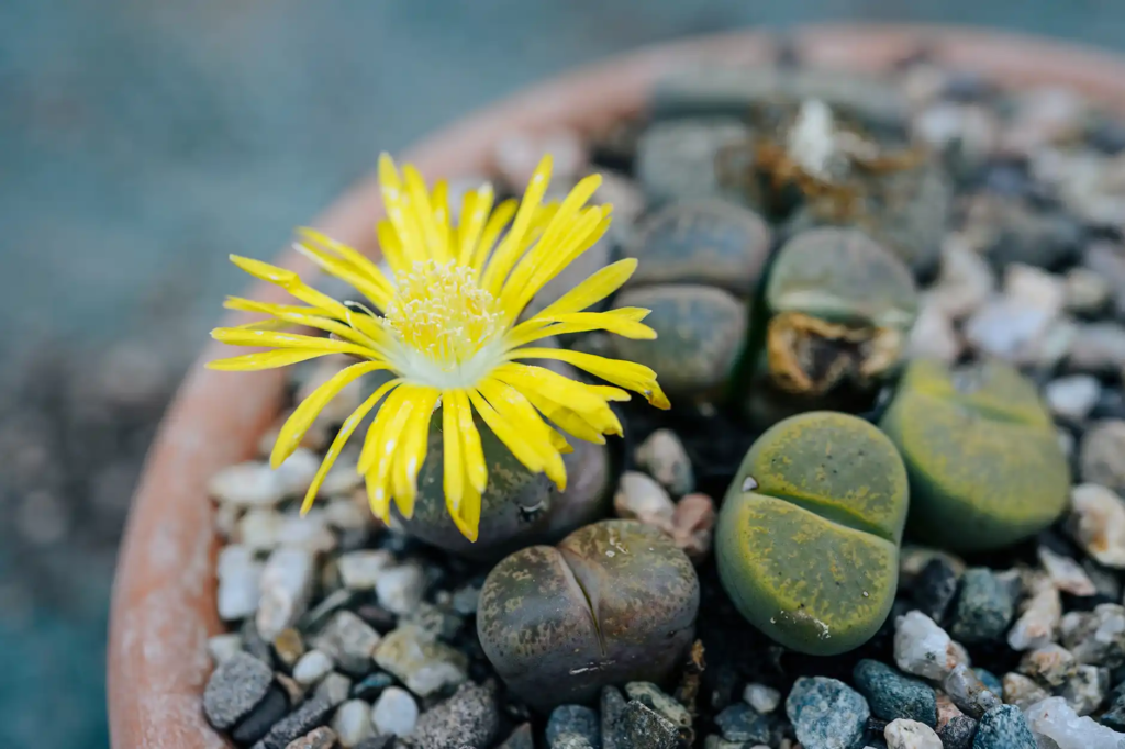 Lithops Weberi