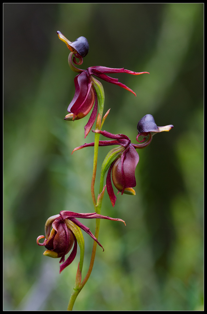flying duck orchid