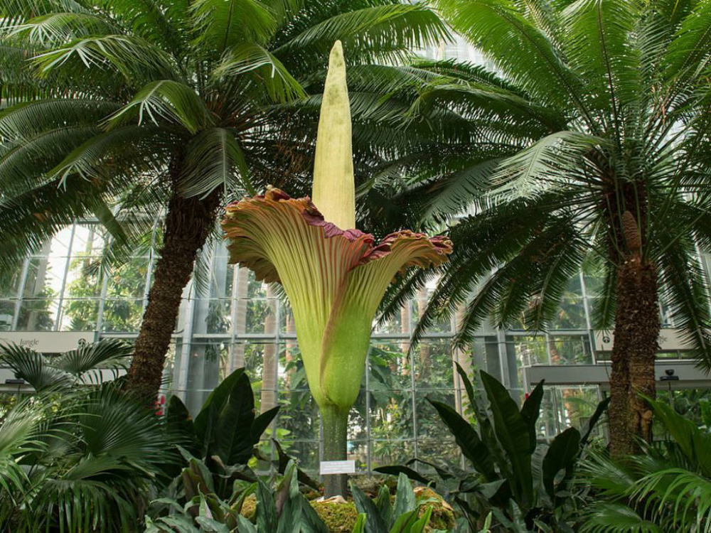 Amorphophallus-titanum-Titan-Arum4