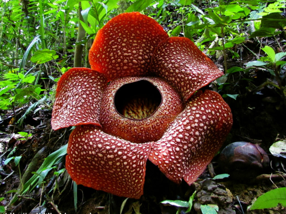 Corpse-flower-rainforest