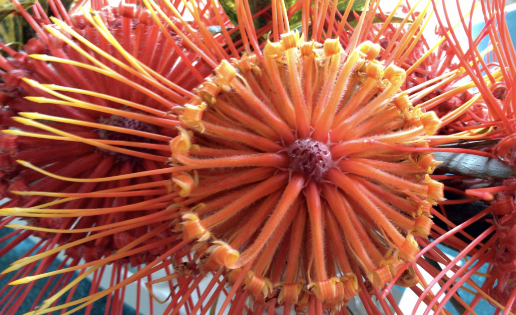 protea pinwheel