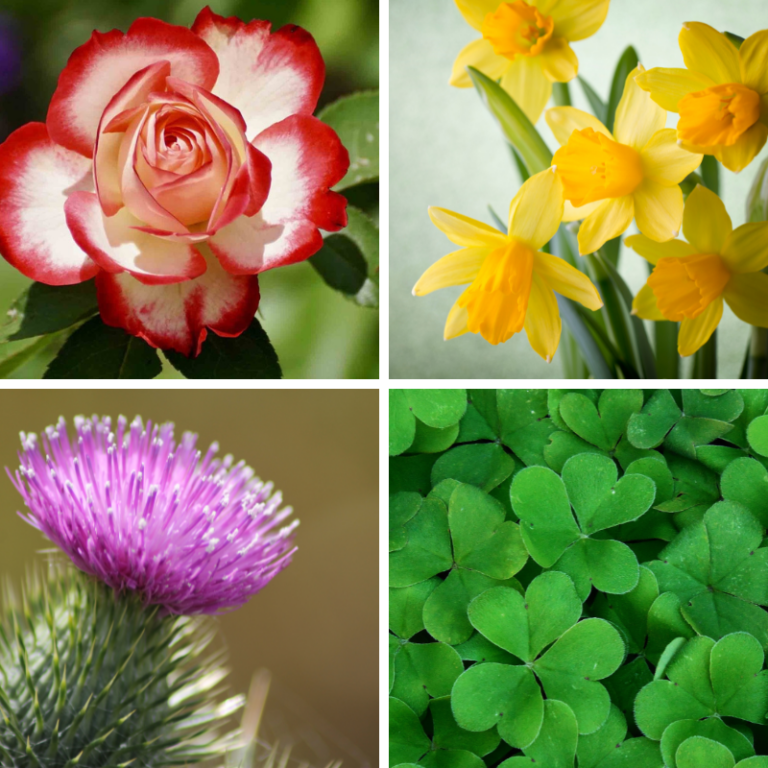 Floral History A Look At Royal Flowers Floranext Florist sites