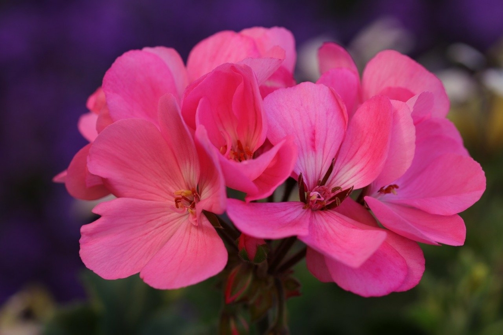 geranium