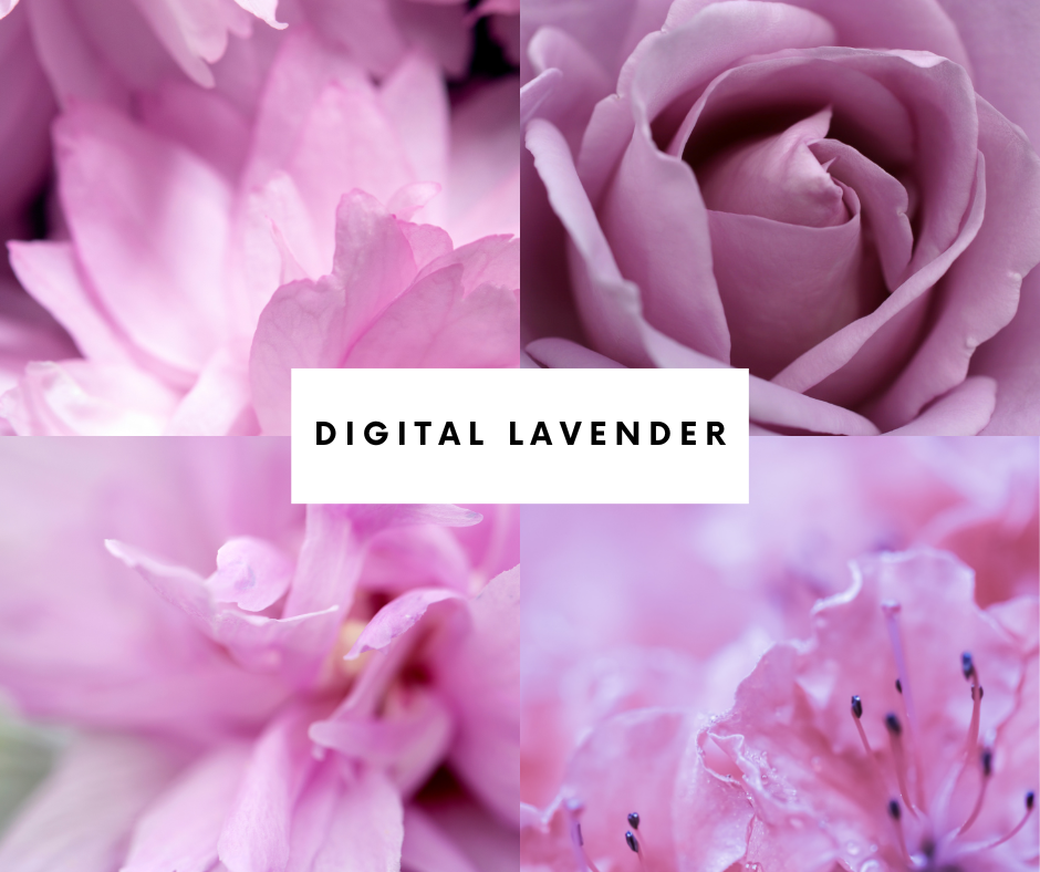 Lavender