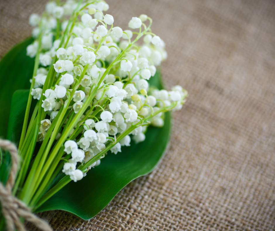 lily of the valley