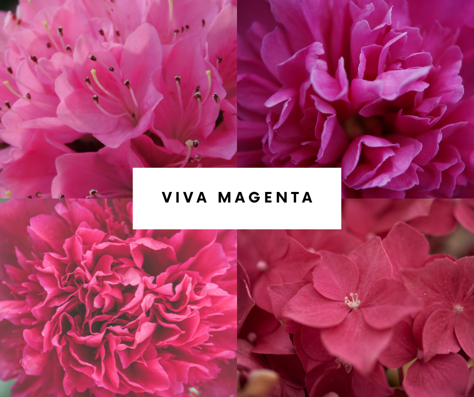 viva-magenta