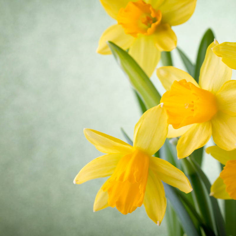 spring-flower-daffodils