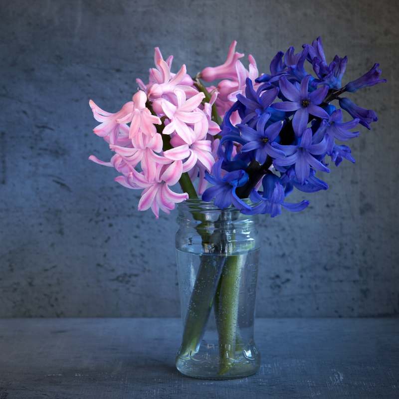 spring-flower-Hyacinths