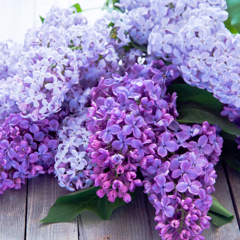 spring-flower-lilacs