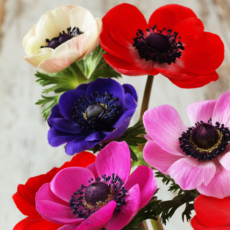 spring-flower-Anemones