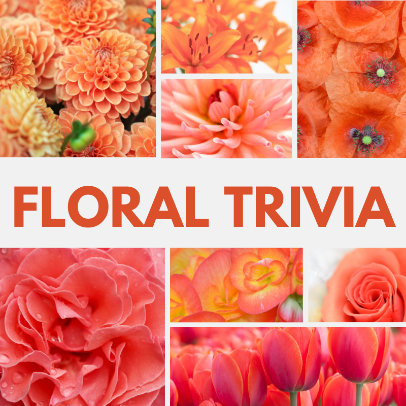 floral-trivia