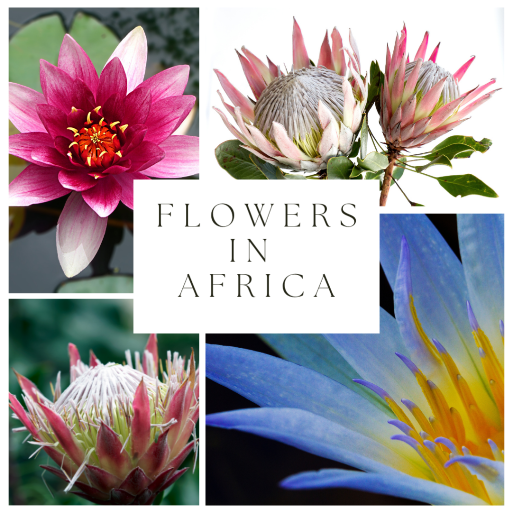 Flowewrs-In-Africa