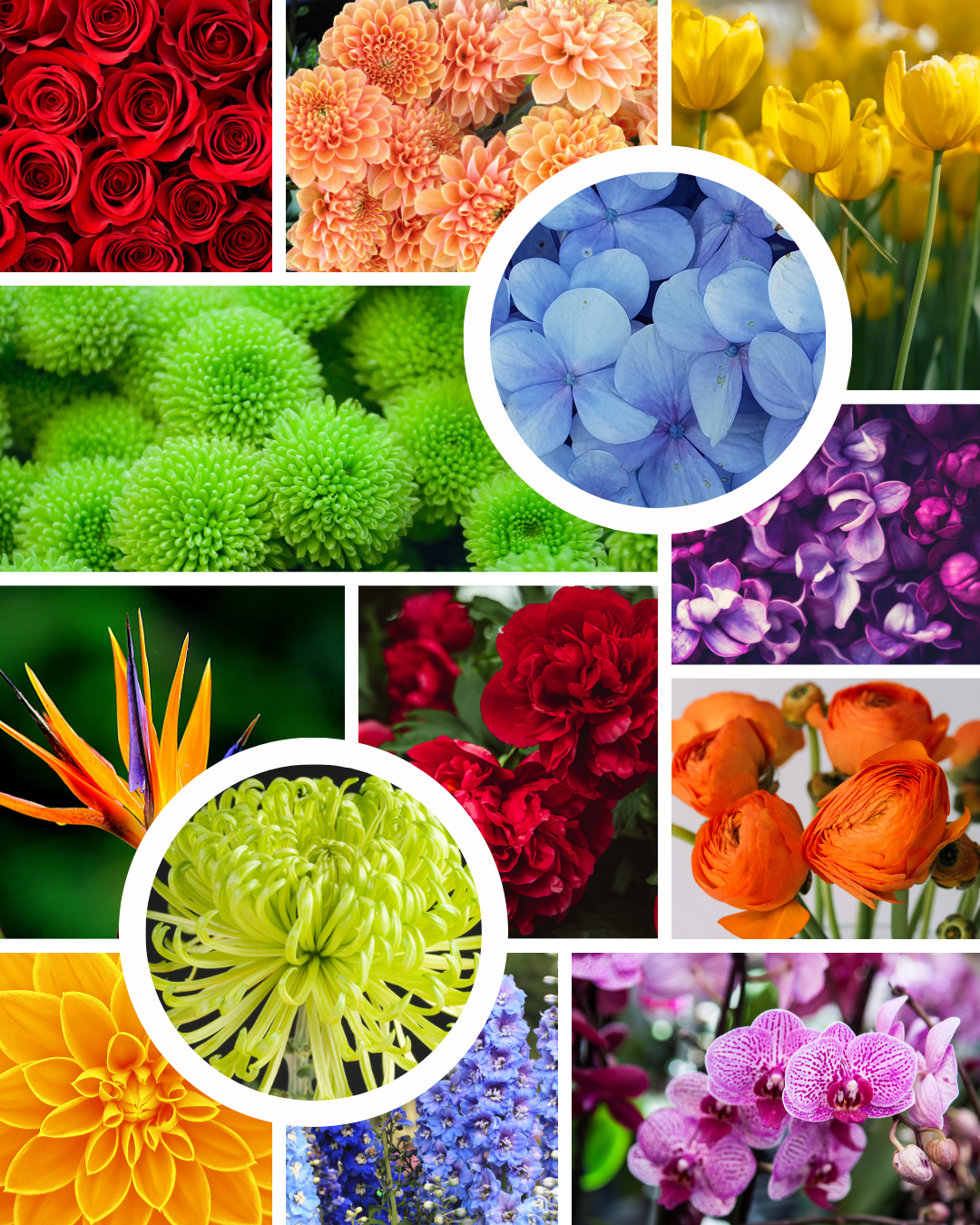 Floral-colors-meanings