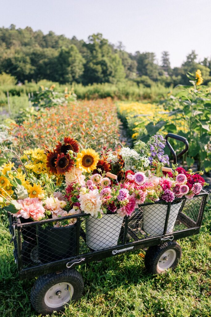 PBS-Follow-the-blooms-farm-fresh-flowers