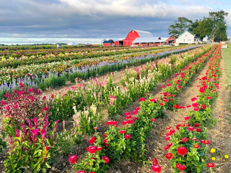 Gust-Brothers-Farm-Mixed-Flower-Field-in-Michigan-Facebook